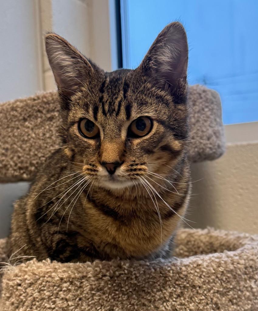 Tiger, Adoptable, Young Male Domestic Short Hair.