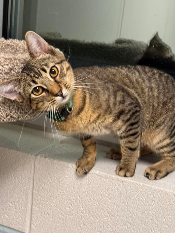 Tiger, a Adoptable mixed breed in Dalton, GA image 2/2