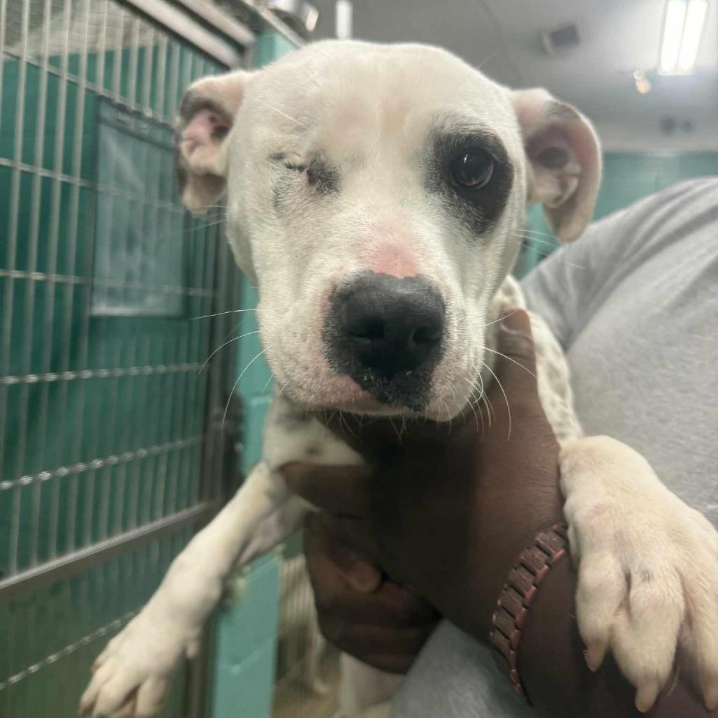 Enlarge Leela, a Adoptable Terrier in LaGrange, GA image 2/3