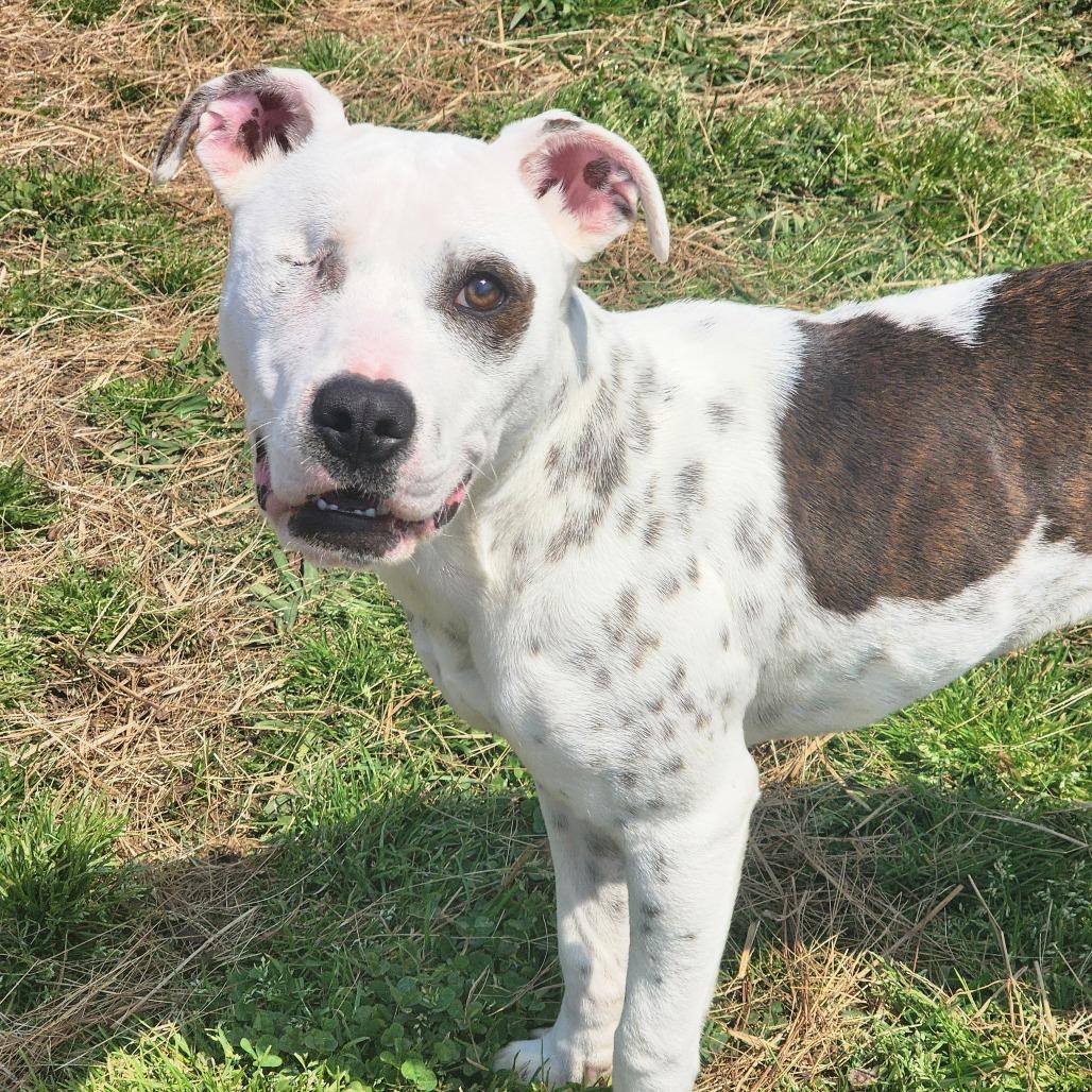 Leela, Adoptable, Adult Female Terrier.