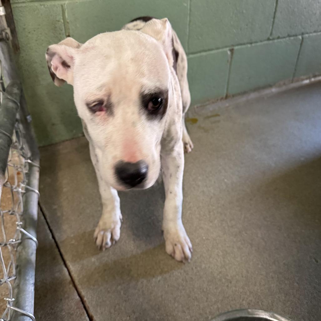 Enlarge Leela, a Adoptable Terrier in LaGrange, GA image 3/3