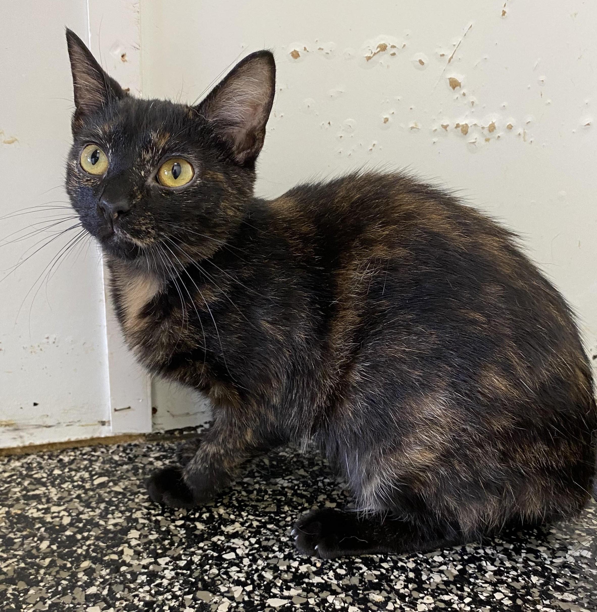Clothilde, a ADOPTABLE Tortoiseshell in McKenzie, TN image 4/4