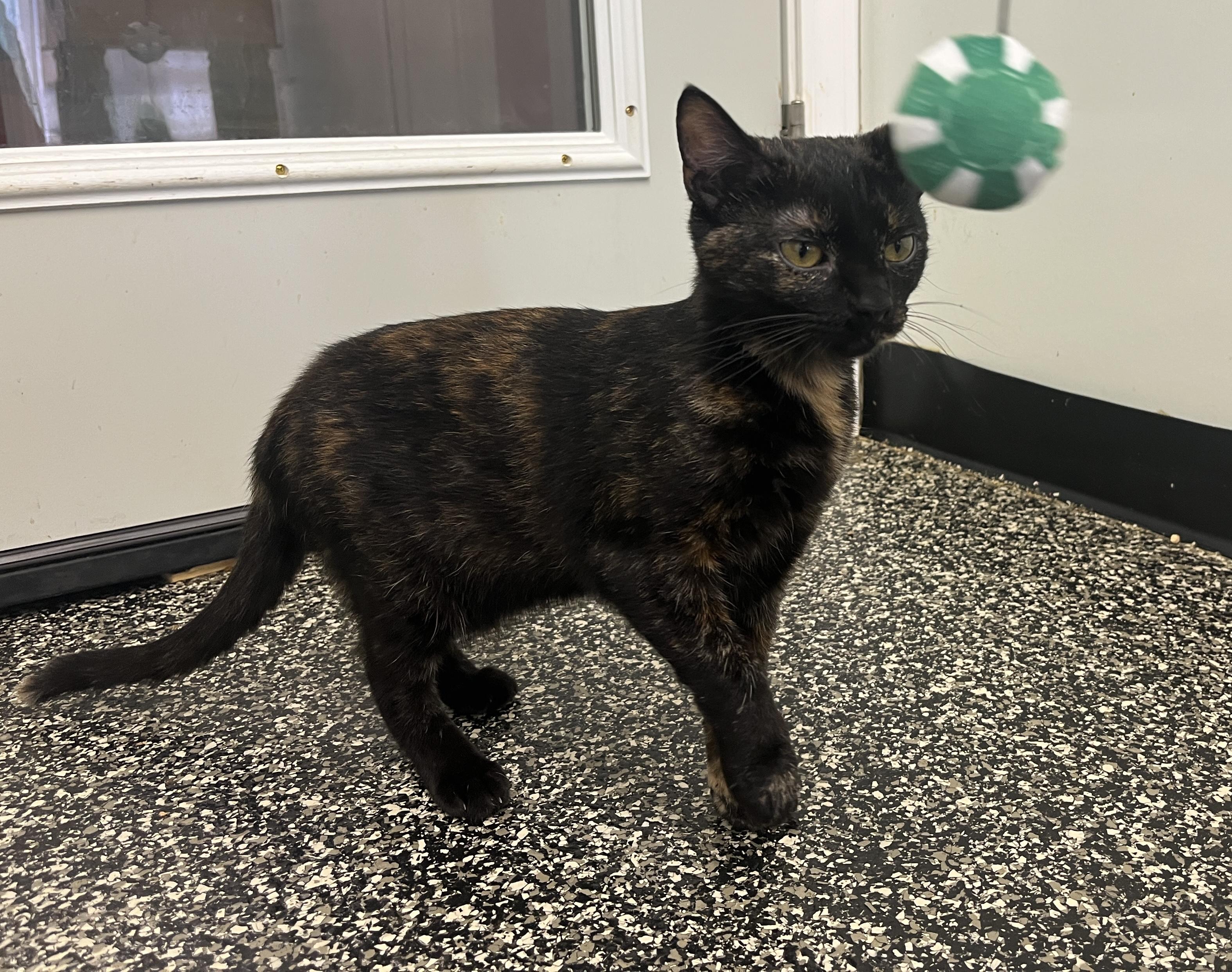 Clothilde, a ADOPTABLE Tortoiseshell in McKenzie, TN image 2/4