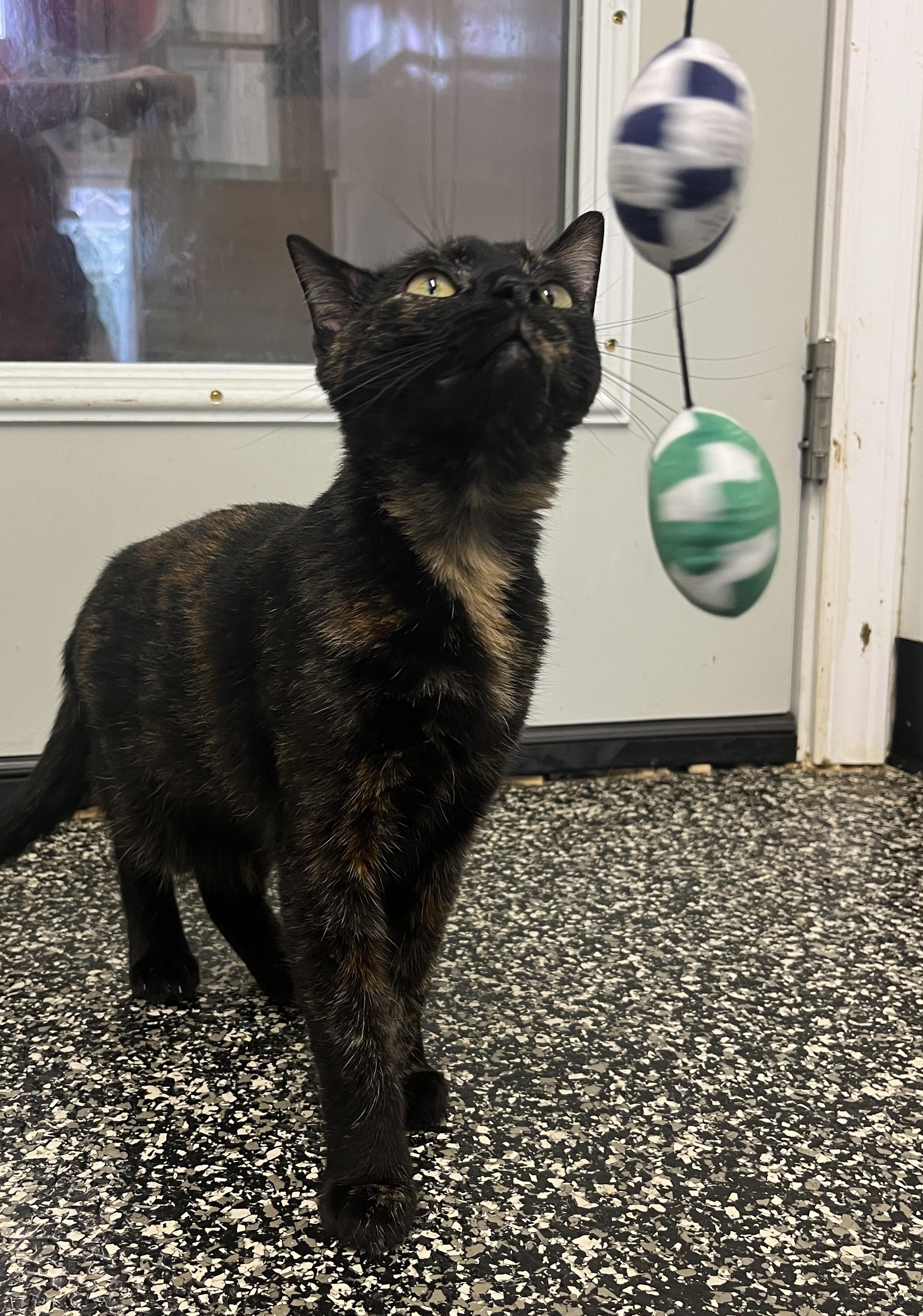 Clothilde, a ADOPTABLE Tortoiseshell in McKenzie, TN image 3/4