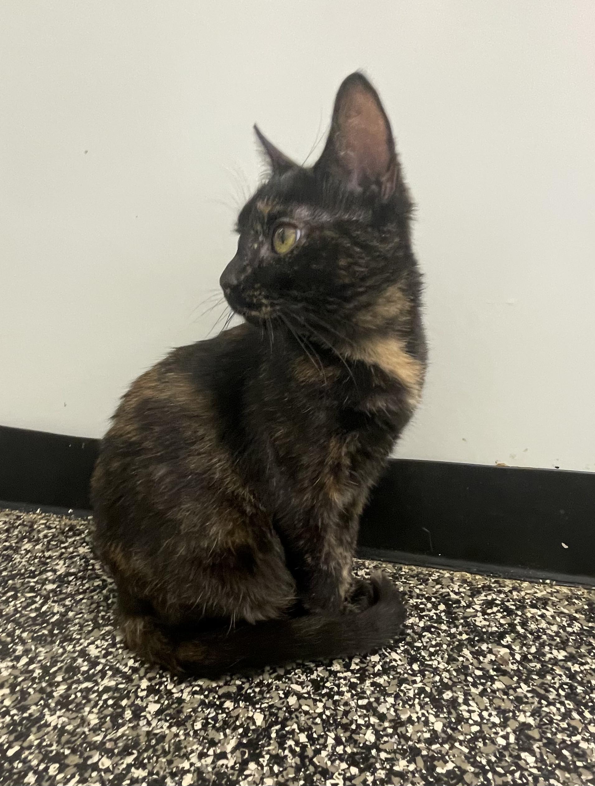 Clothilde, a ADOPTABLE Tortoiseshell in McKenzie, TN image 1/4
