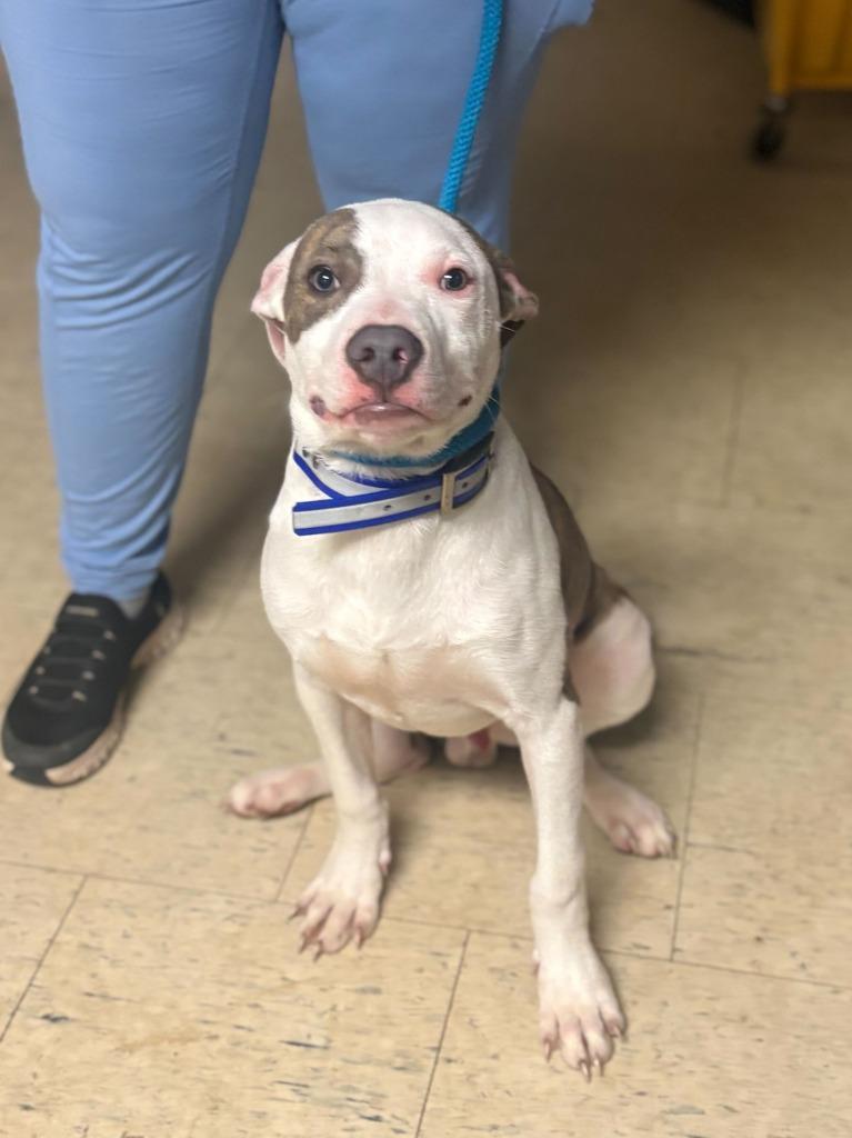 Enlarge Farmer Pickles, a Adoptable Pit Bull Terrier in Chillicothe, OH image 1/3