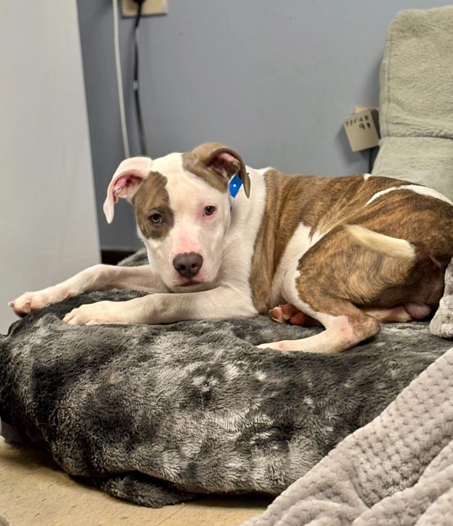 Enlarge Farmer Pickles, a Adoptable Pit Bull Terrier in Chillicothe, OH image 2/3
