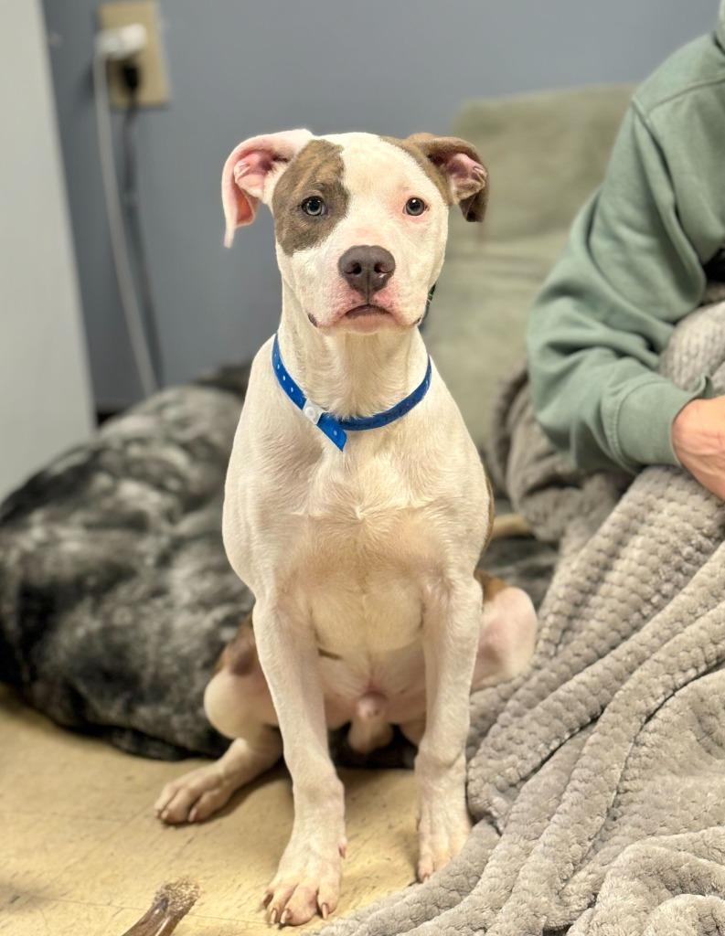 Enlarge Farmer Pickles, a Adoptable Pit Bull Terrier in Chillicothe, OH image 3/3