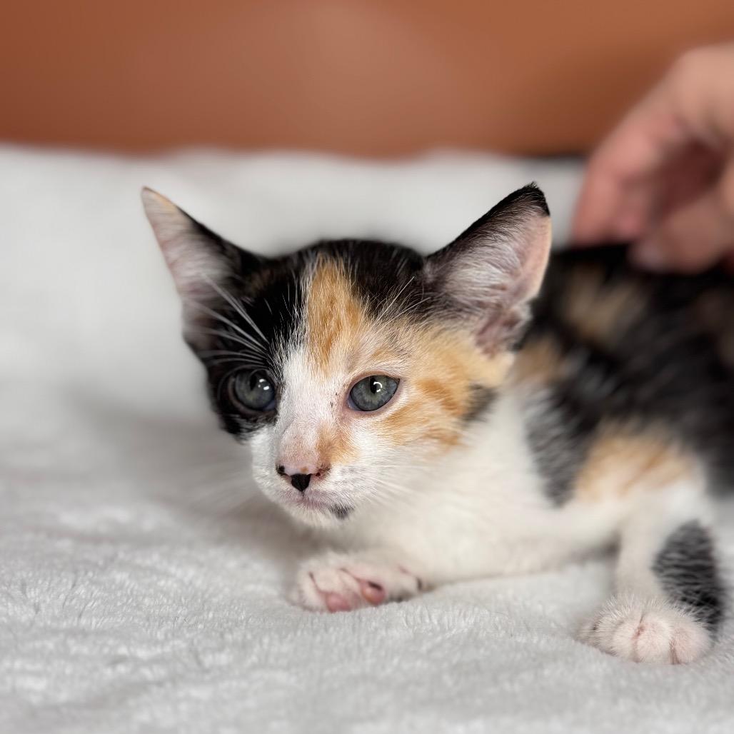 Enlarge Sybil, a Adoptable Domestic Short Hair in San Antonio, TX image 1/6