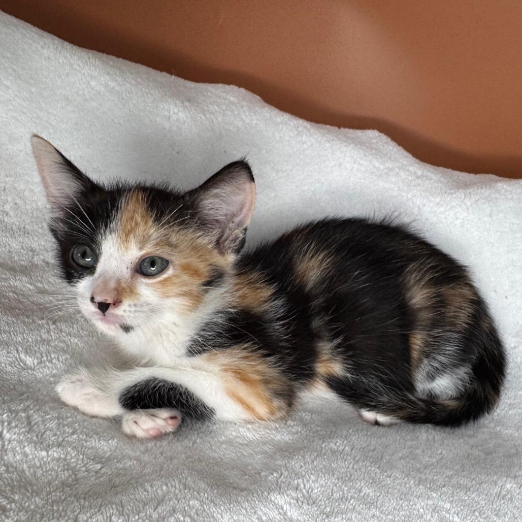 Enlarge Sybil, a Adoptable Domestic Short Hair in San Antonio, TX image 2/6