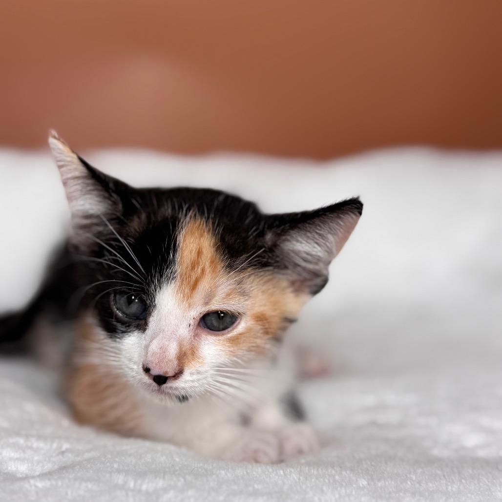 Enlarge Sybil, a Adoptable Domestic Short Hair in San Antonio, TX image 3/6