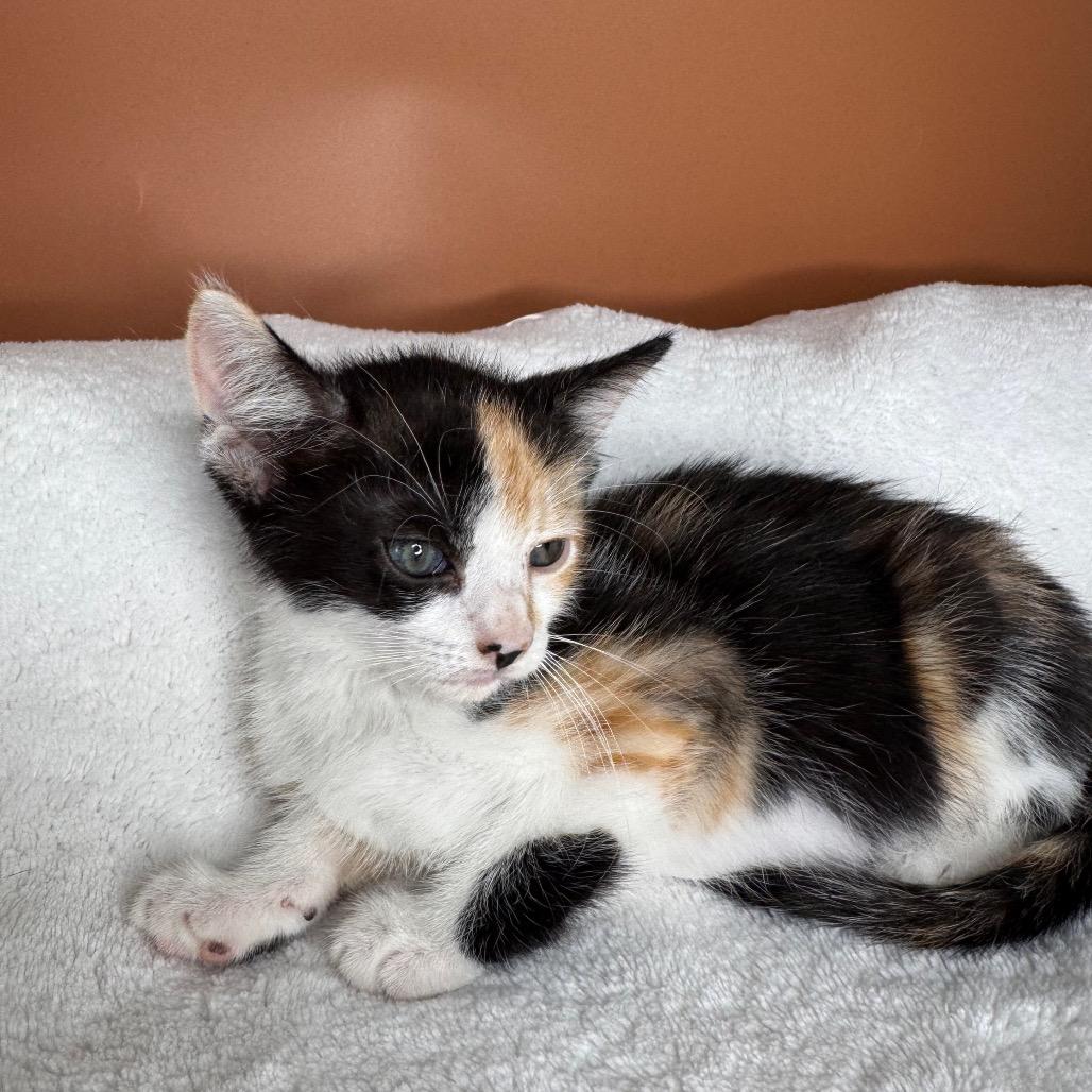 Enlarge Sybil, a Adoptable Domestic Short Hair in San Antonio, TX image 5/6