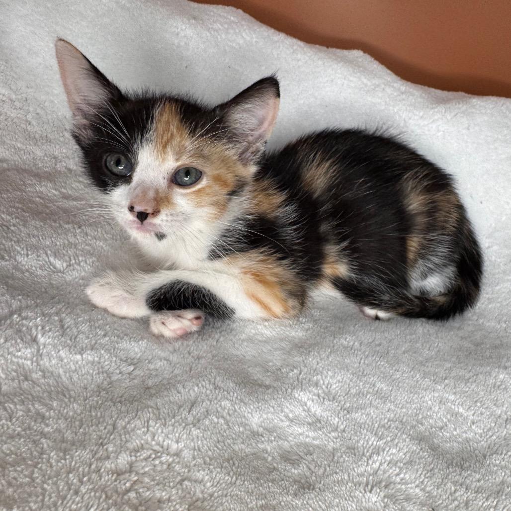 Enlarge Sybil, a Adoptable Domestic Short Hair in San Antonio, TX image 6/6