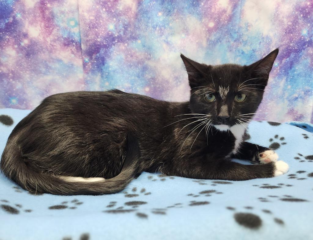 Hawkeye, Adoptable, Kitten Male Domestic Short Hair.