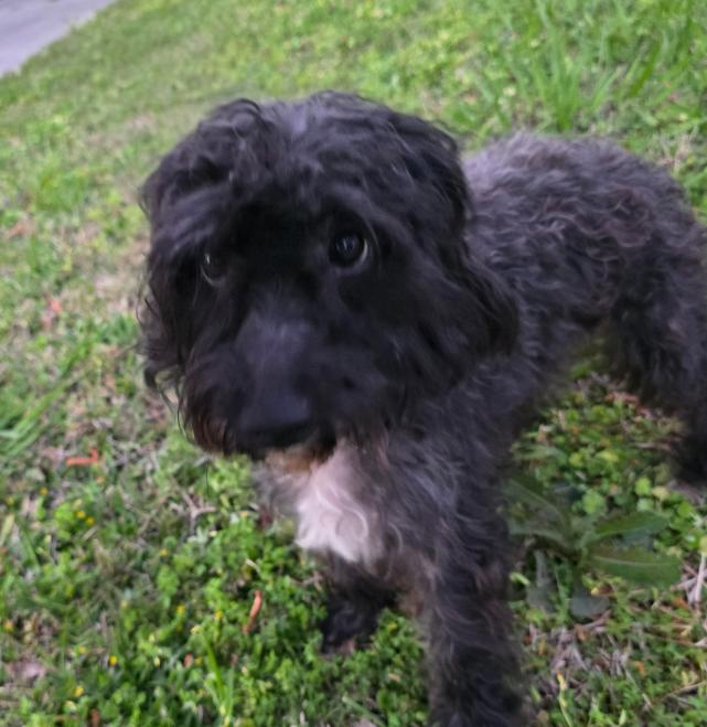 Enlarge Frankie, an adopted mixed breed in Arlington , VA image 1/6