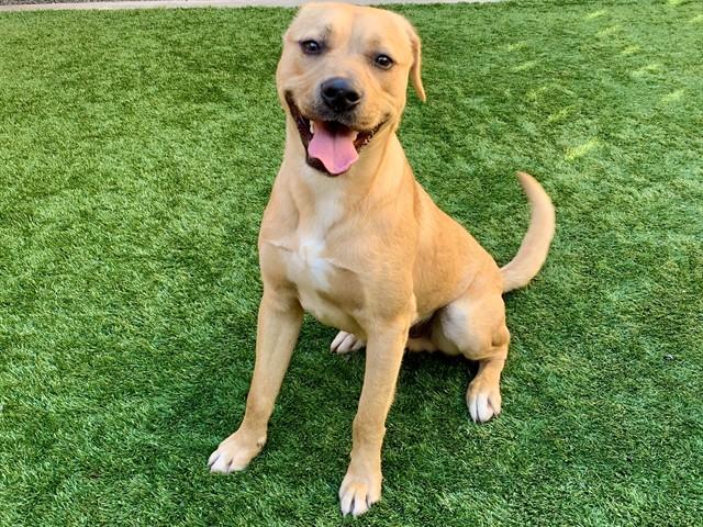 EVAN, Adoptable, Young Male Pit Bull Terrier & Mixed Breed.