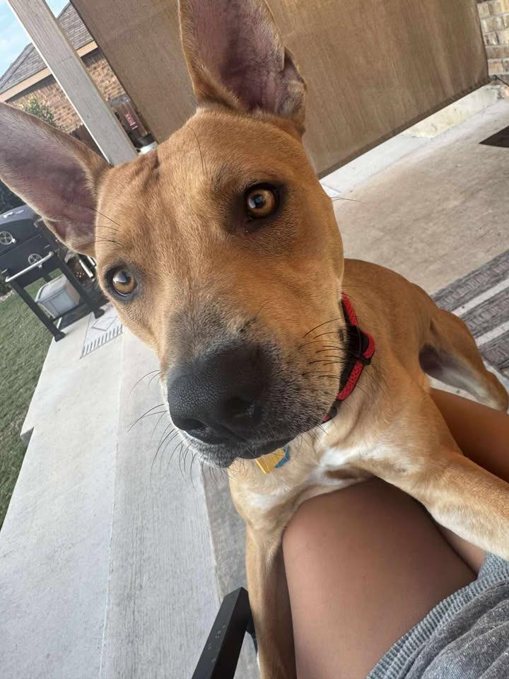 Enlarge Raider Q, a Adoptable Cattle Dog in Leander, TX image 1/5