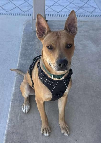 Enlarge Raider Q, a Adoptable Cattle Dog in Leander, TX image 2/5