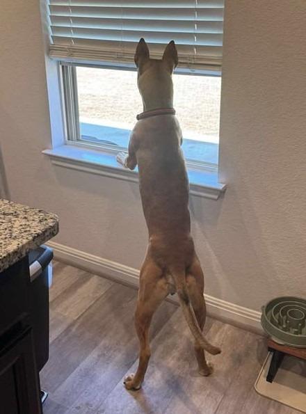 Enlarge Raider Q, a Adoptable Cattle Dog in Leander, TX image 4/5