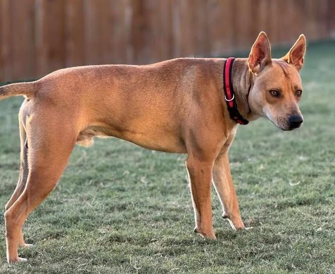 Enlarge Raider Q, a Adoptable Cattle Dog in Leander, TX image 5/5