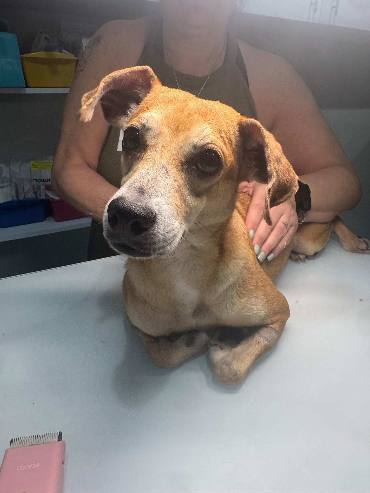 Enlarge Tia, a Adoptable mixed breed in Erin, ON image 2/6