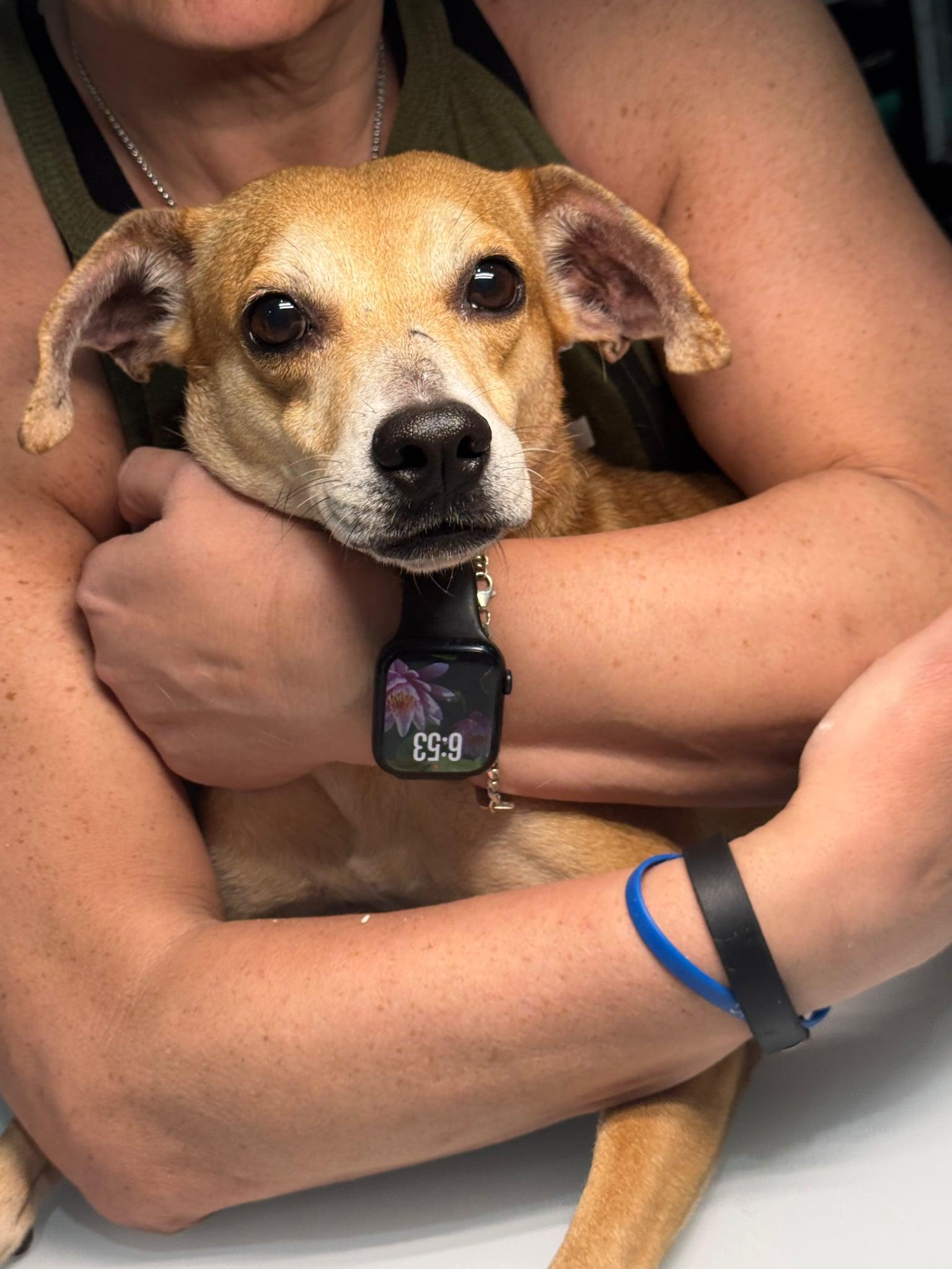 Enlarge Tia, a Adoptable mixed breed in Erin, ON image 4/6