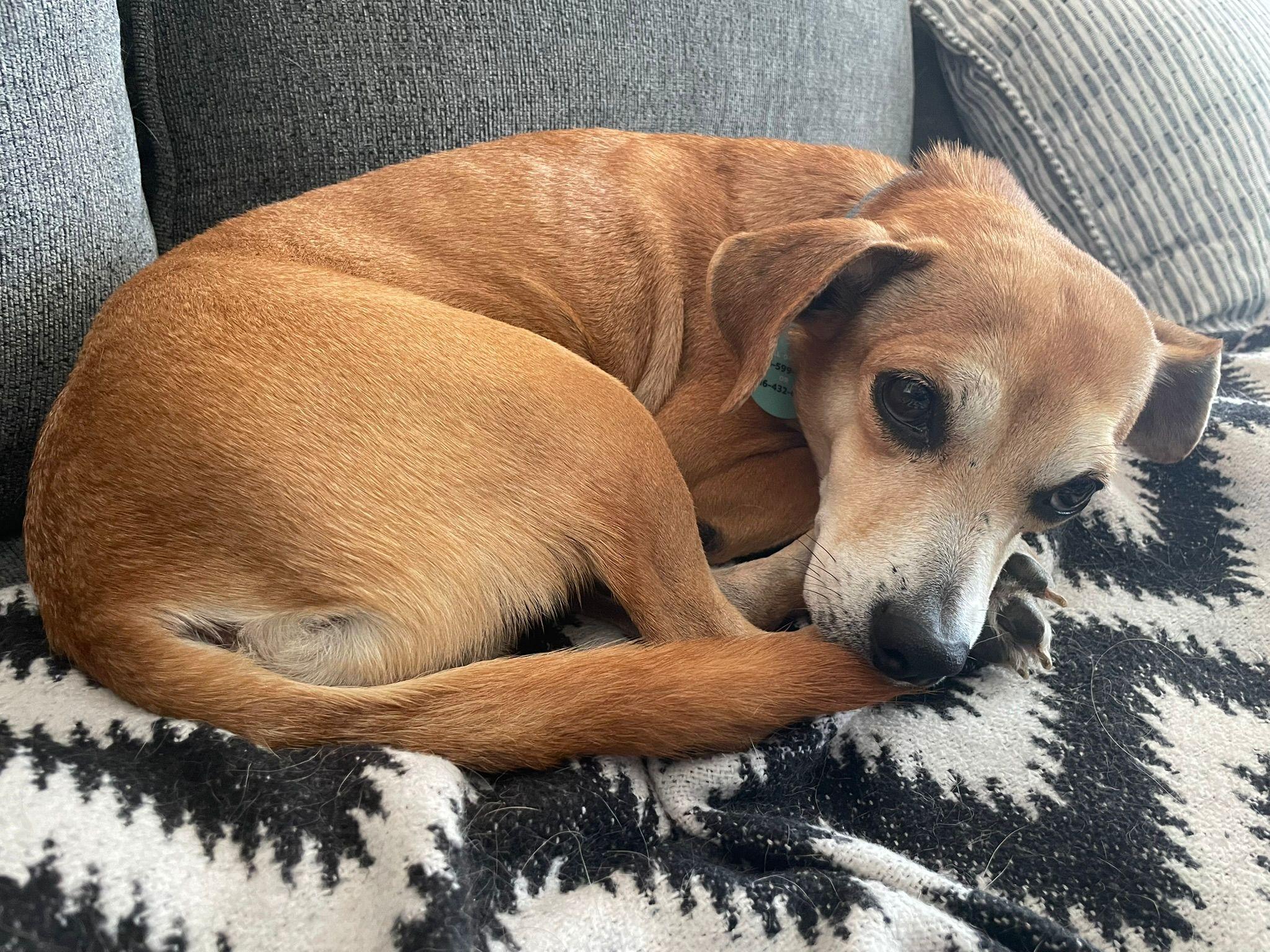 Enlarge Tia, a Adoptable mixed breed in Erin, ON image 6/6