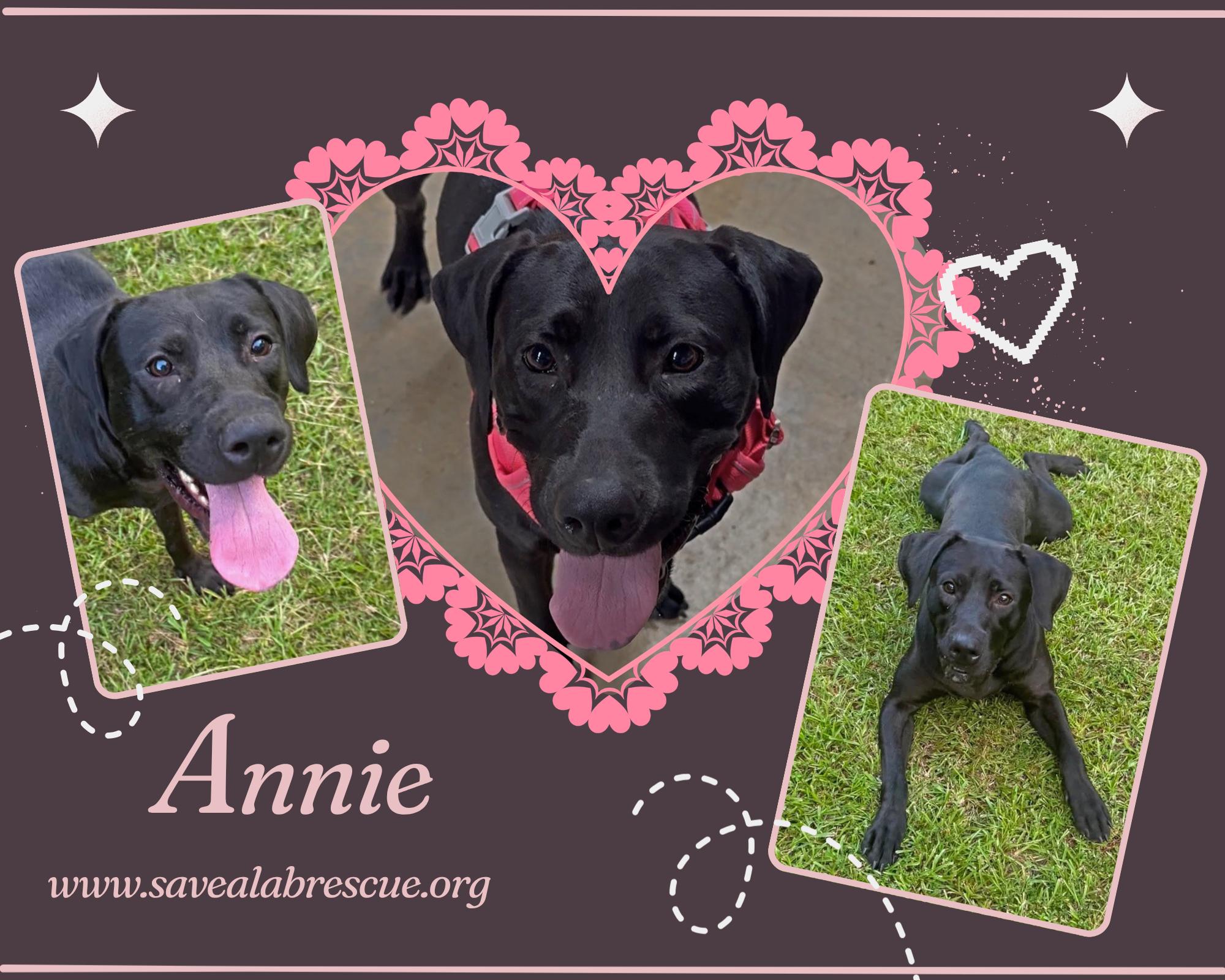 Annie, adopted, Adult Female Labrador Retriever & Black Labrador Retriever.