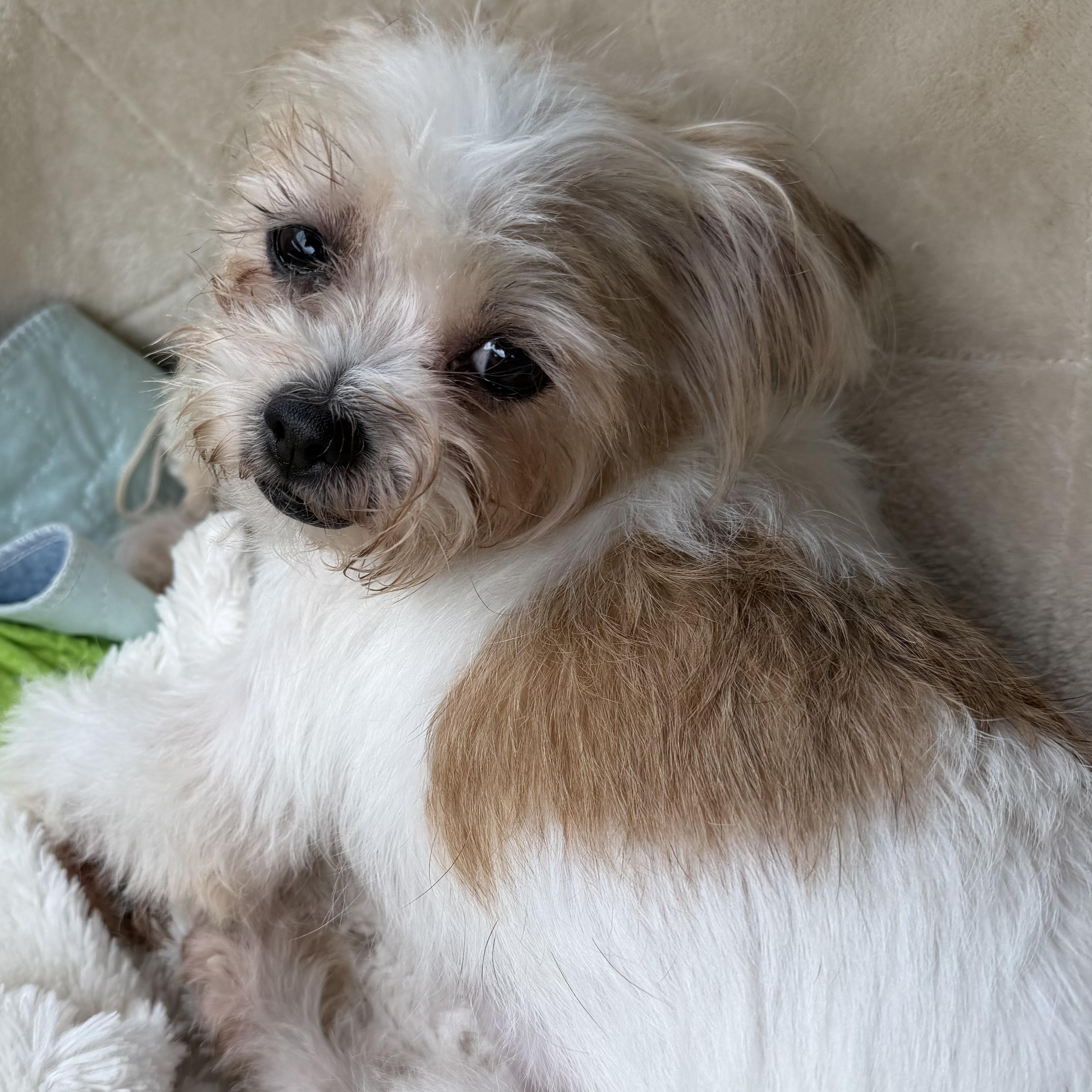 Enlarge Patricia Savor, a Adoptable mixed breed in Plano, TX image 1/3