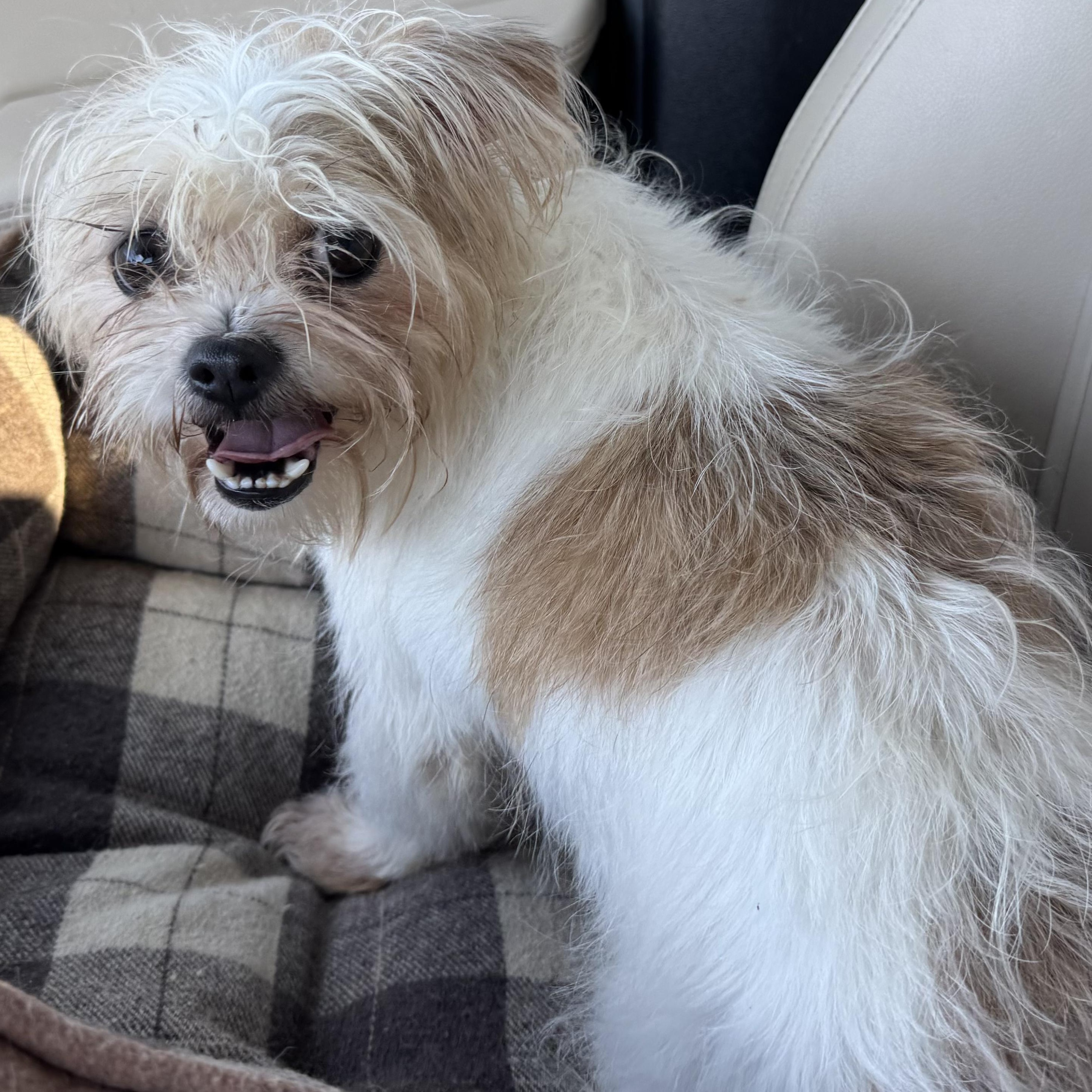 Enlarge Patricia Savor, a Adoptable mixed breed in Plano, TX image 3/3