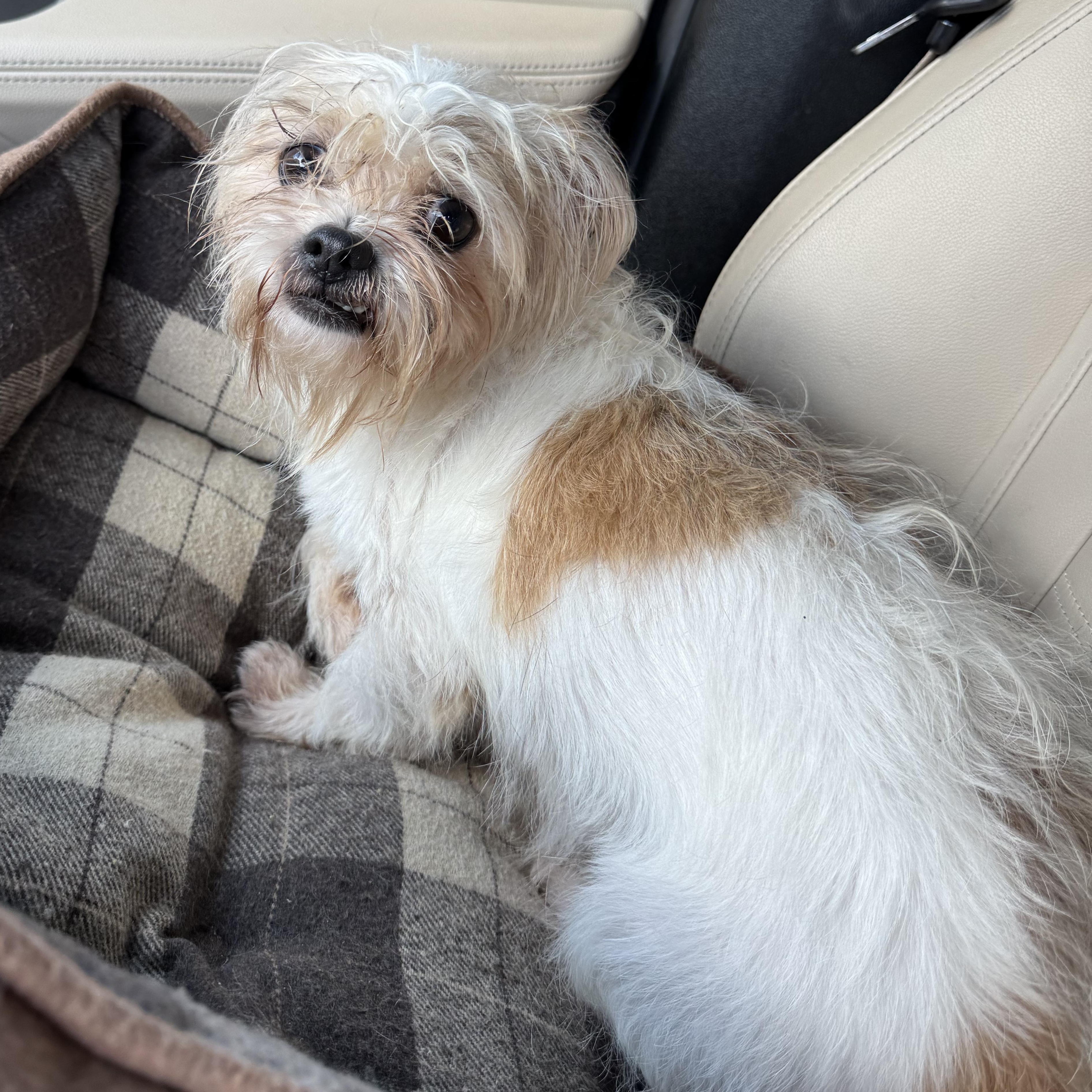 Enlarge Patricia Savor, a Adoptable mixed breed in Plano, TX image 2/3