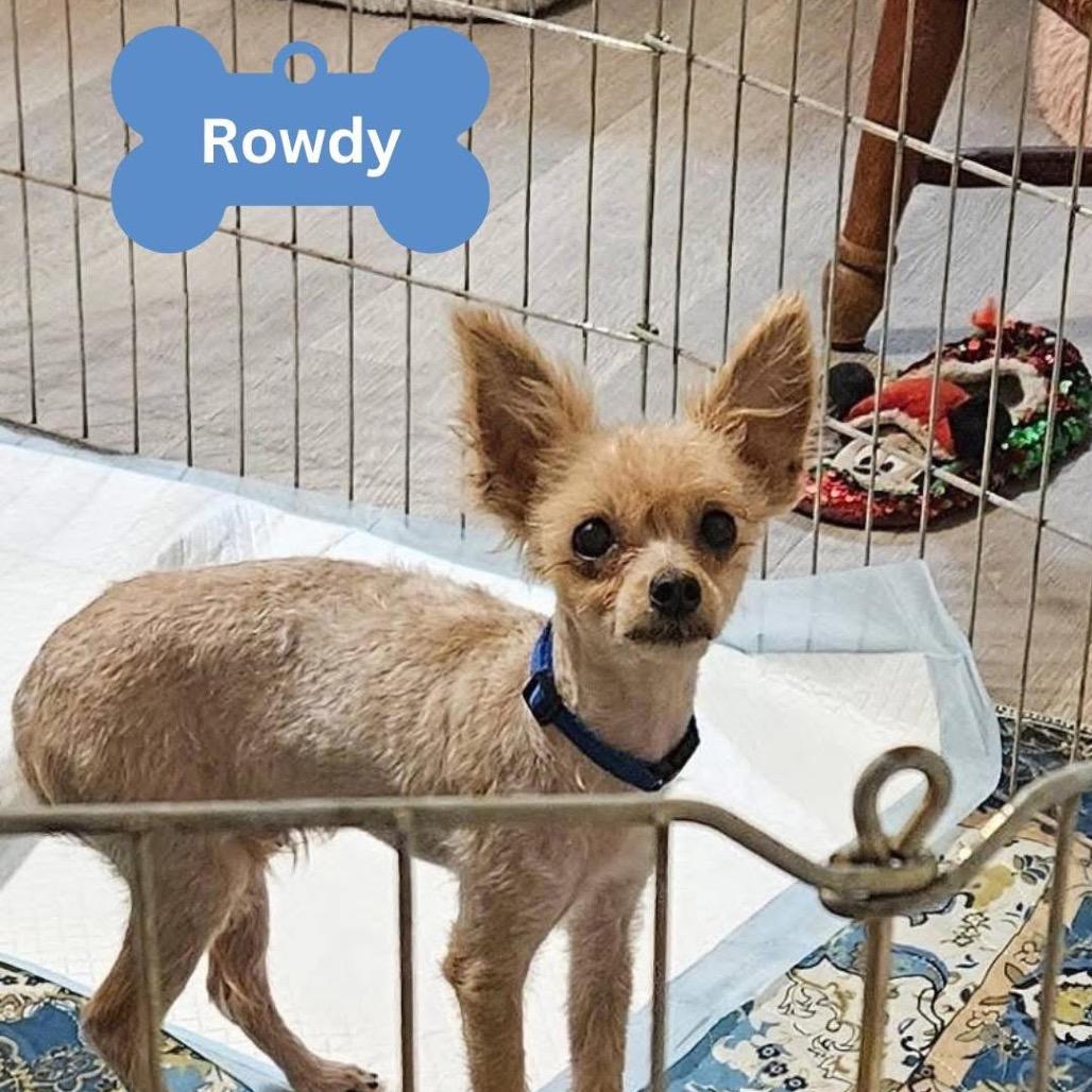 Enlarge Rowdy (Sushi), a Adoptable Mixed Breed in Myrtle Beach, SC image 1/1