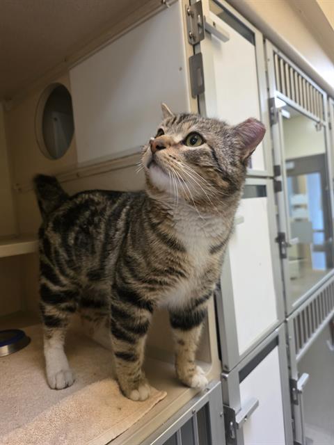 SWEET CHEEKS, Adoptable, Adult Male Domestic Short Hair.