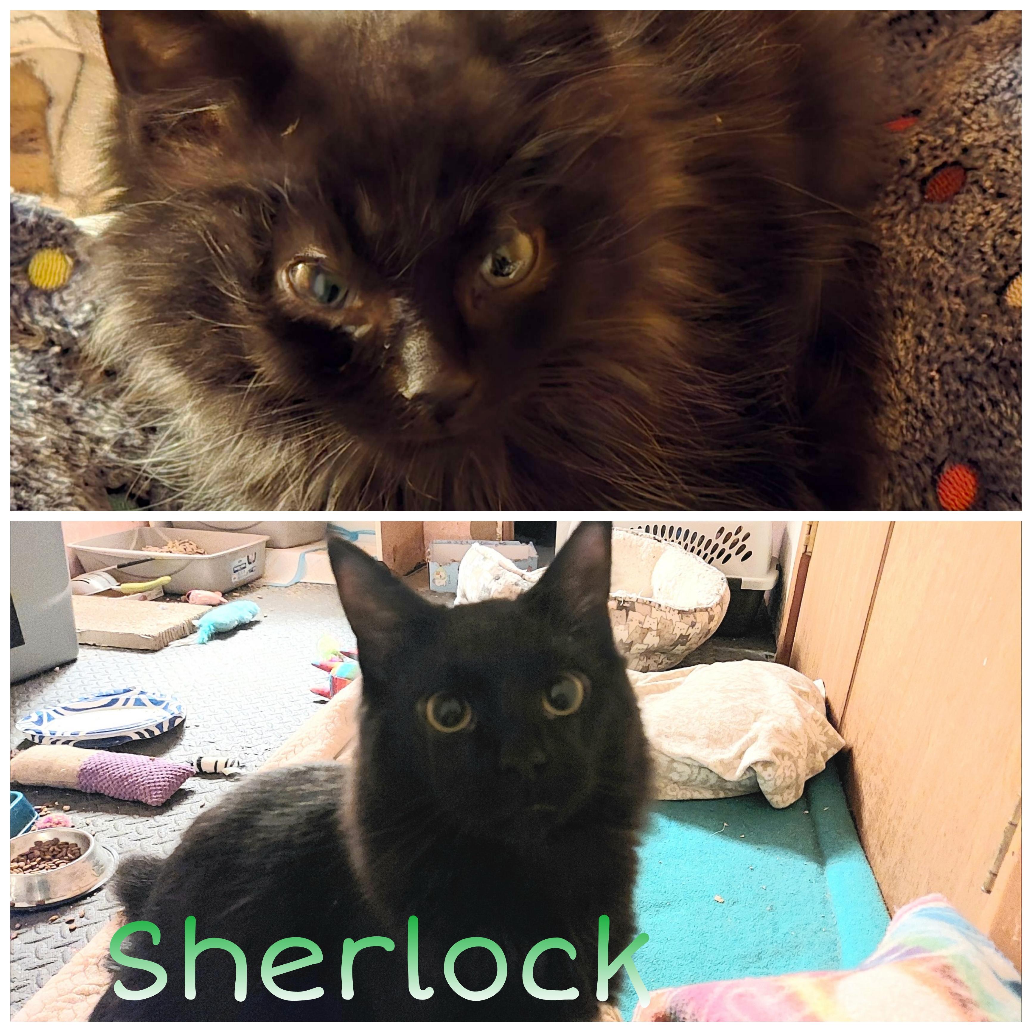 Sherlock, Hercule, Benoit, Dirk, a ADOPTABLE Domestic Short Hair in Louisville, KY image 2/4