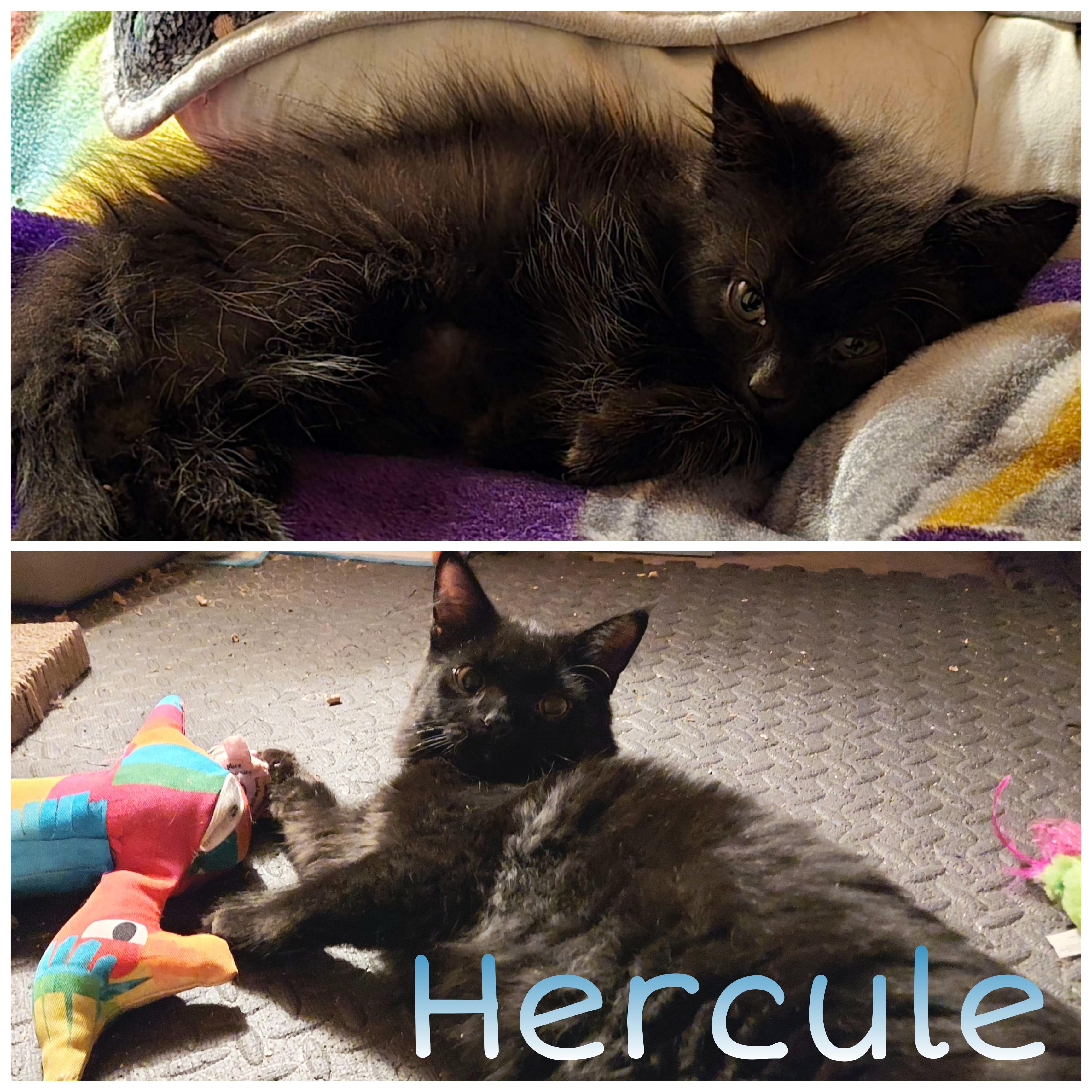 Sherlock, Hercule, Benoit, Dirk, a ADOPTABLE Domestic Short Hair in Louisville, KY image 3/4