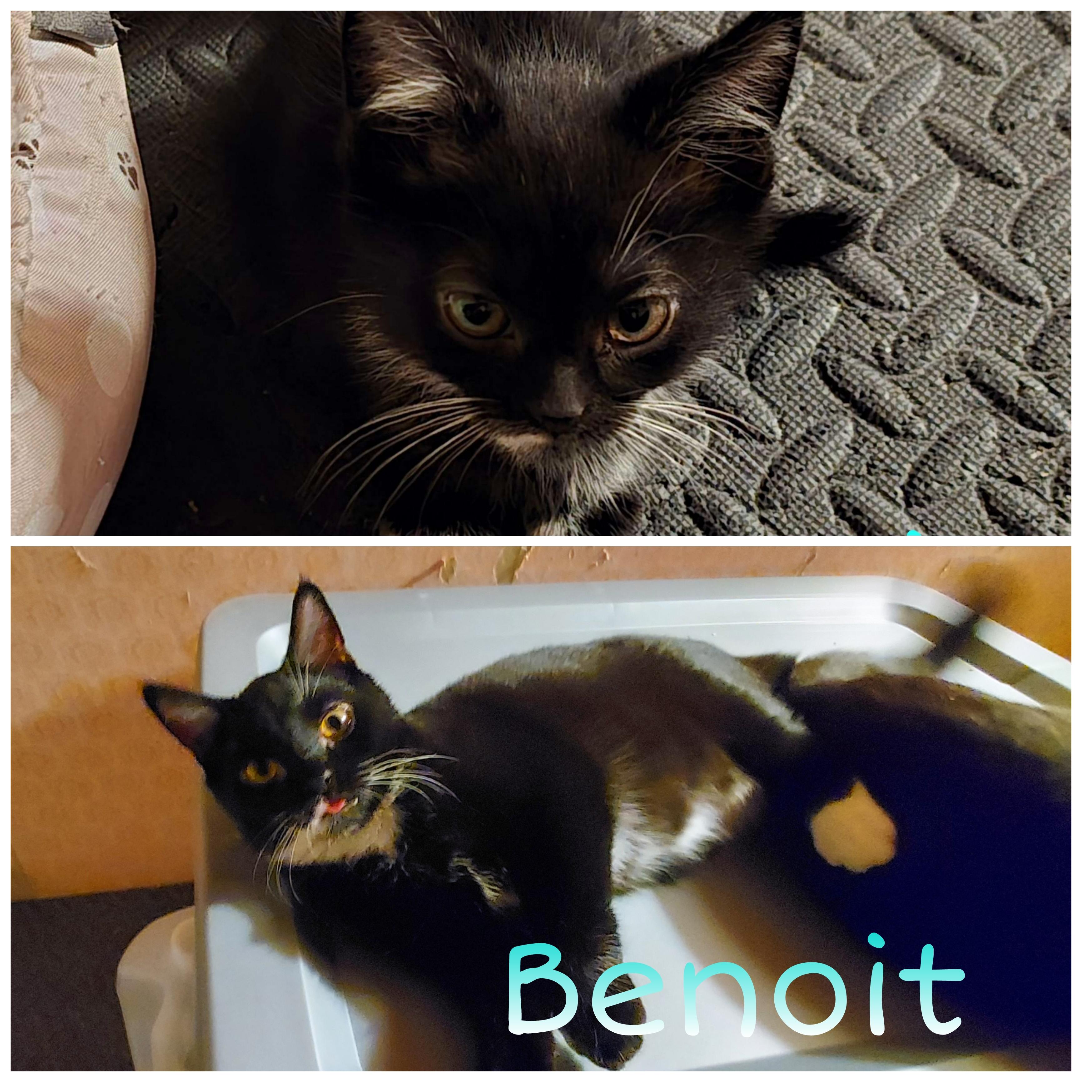 Sherlock, Hercule, Benoit, Dirk, ADOPTABLE, Young Male Domestic Short Hair.