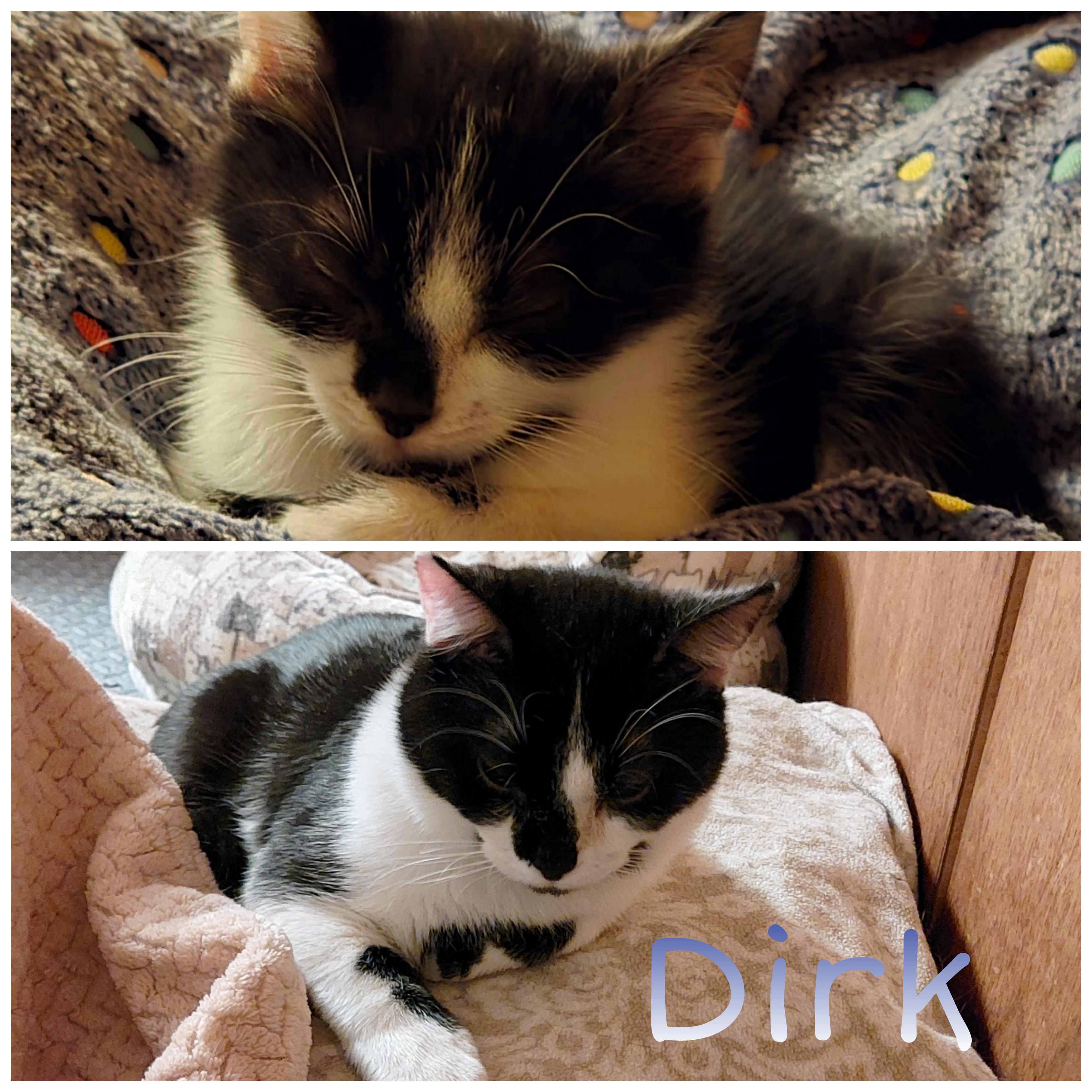 Sherlock, Hercule, Benoit, Dirk, a ADOPTABLE Domestic Short Hair in Louisville, KY image 4/4