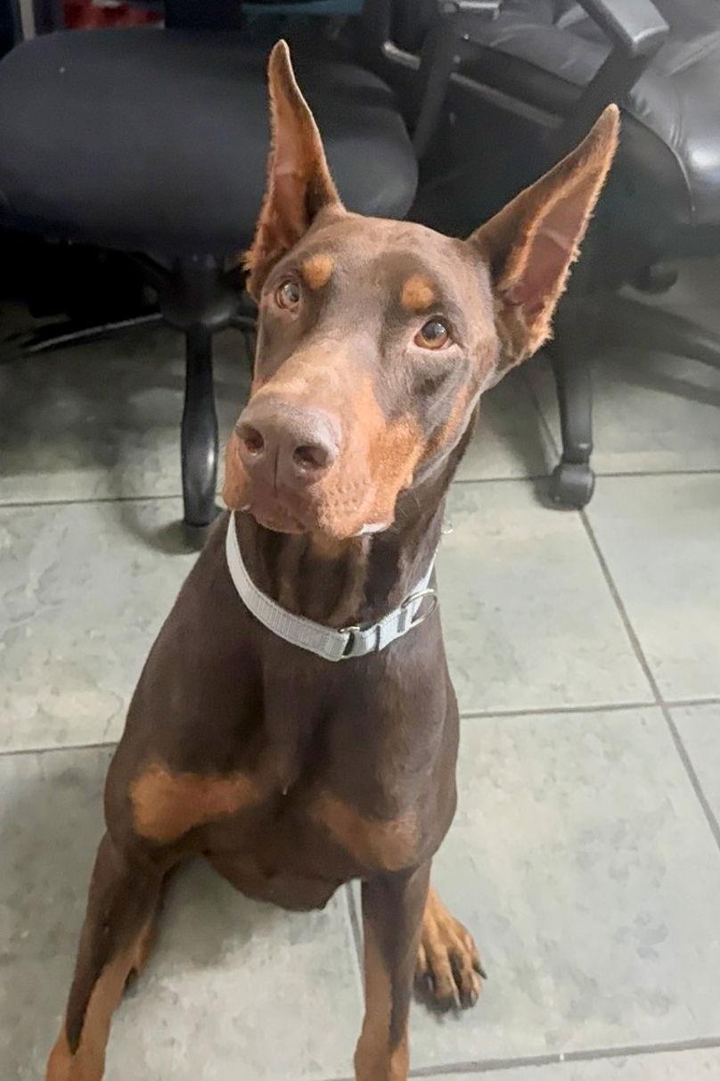 Enlarge Mac 3516, a Adoptable Doberman Pinscher in Oakland Park, FL image 1/3