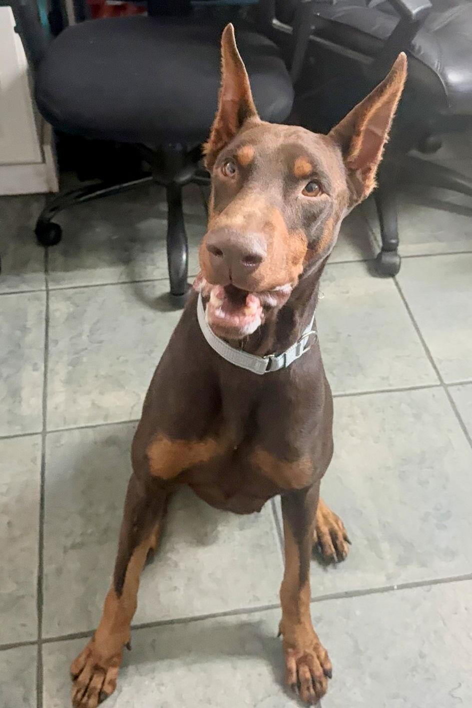 Mac 3516, Adoptable, Young Male Doberman Pinscher.