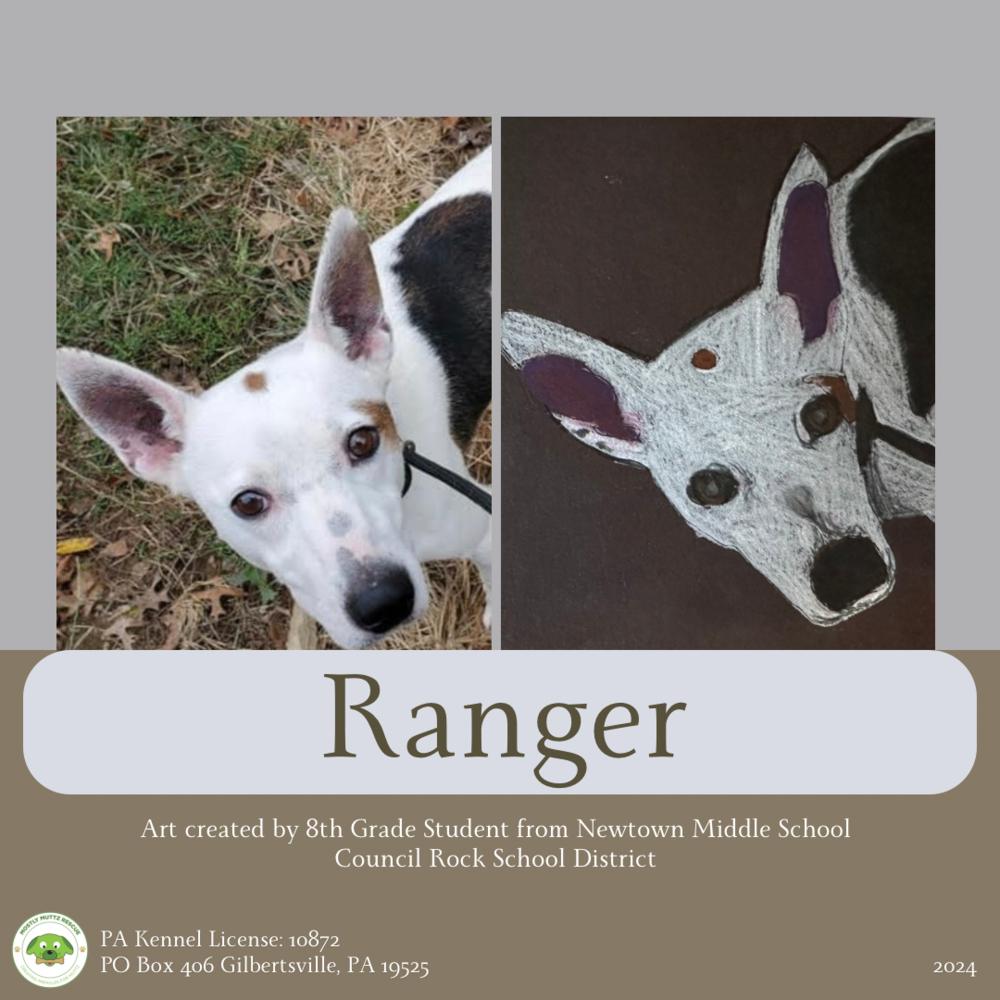 Ranger, a Adoptable mixed breed in Pottstown, PA image 1/5