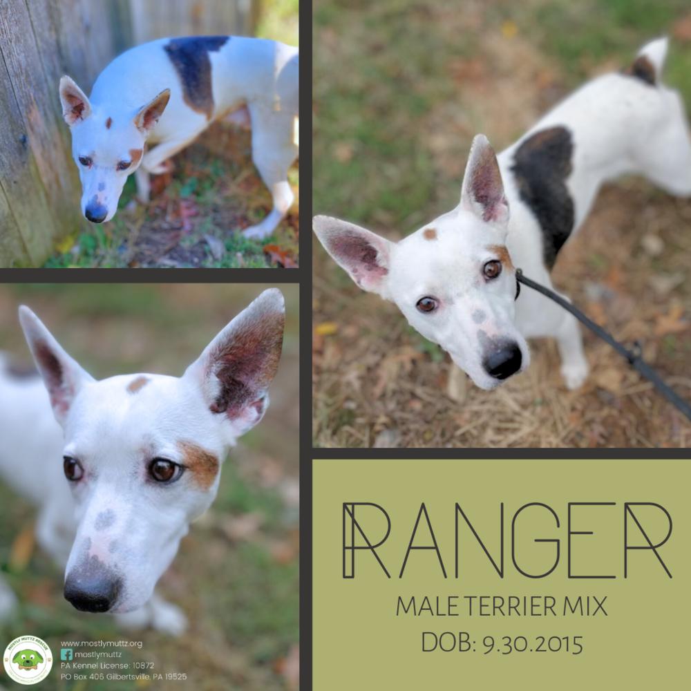 Ranger, a Adoptable mixed breed in Pottstown, PA image 4/5