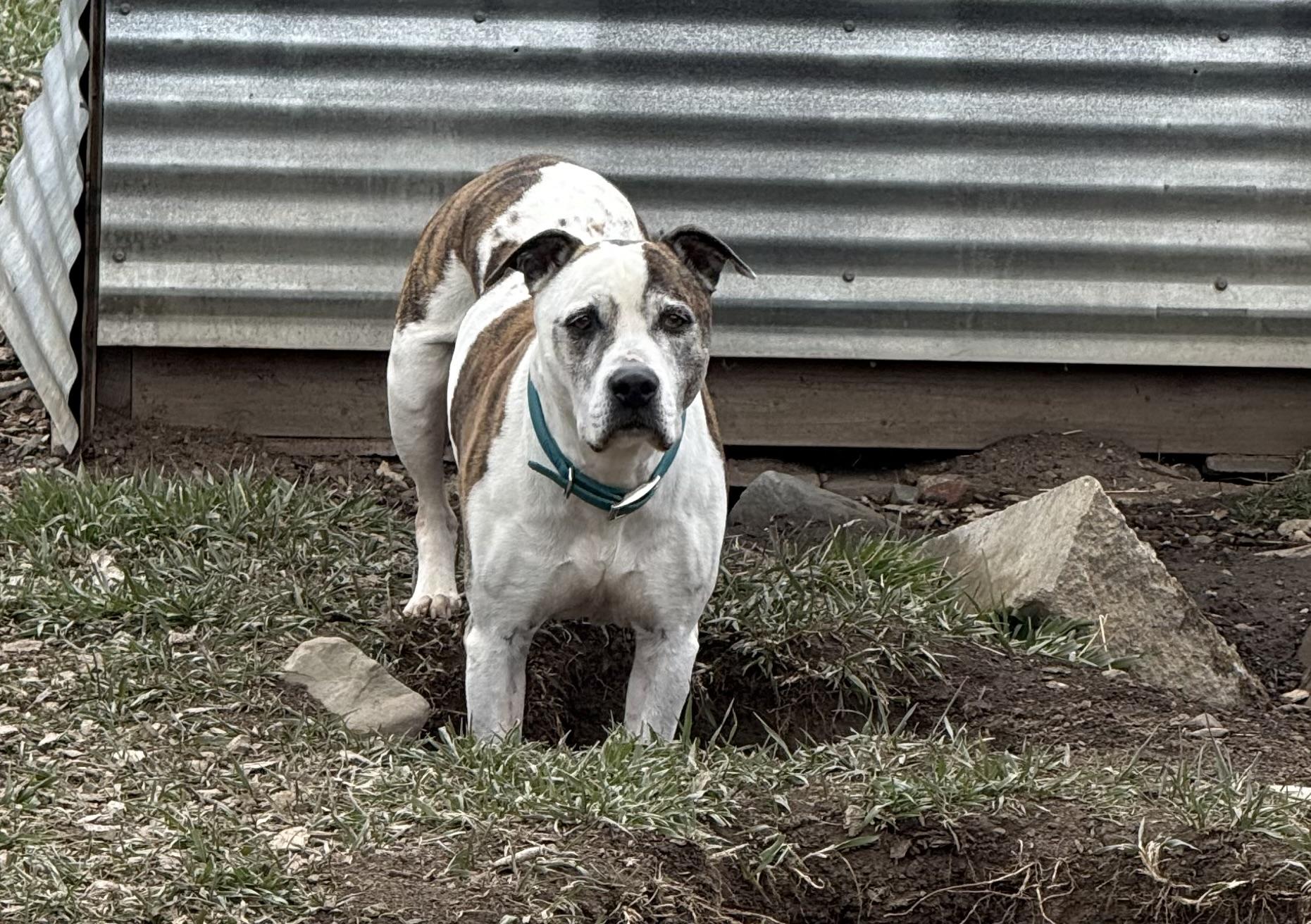 Roy, ADOPTABLE, Senior Male Staffordshire Bull Terrier.
