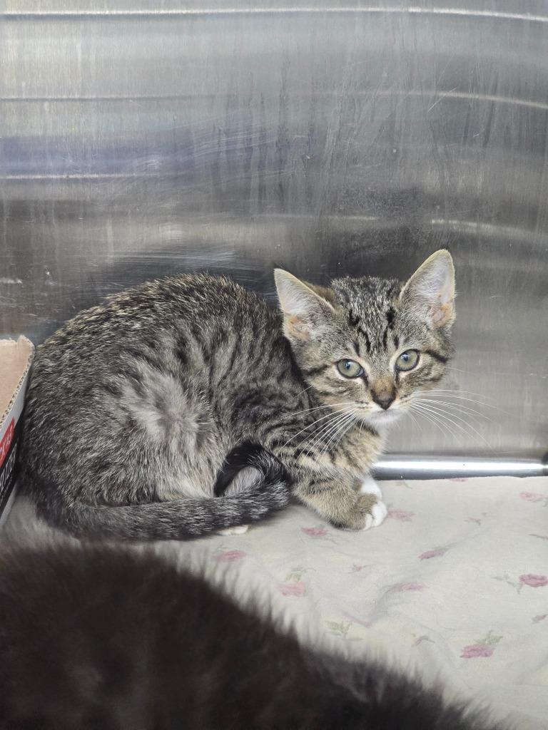 Lemon, Adoptable, Kitten Female Domestic Short Hair.