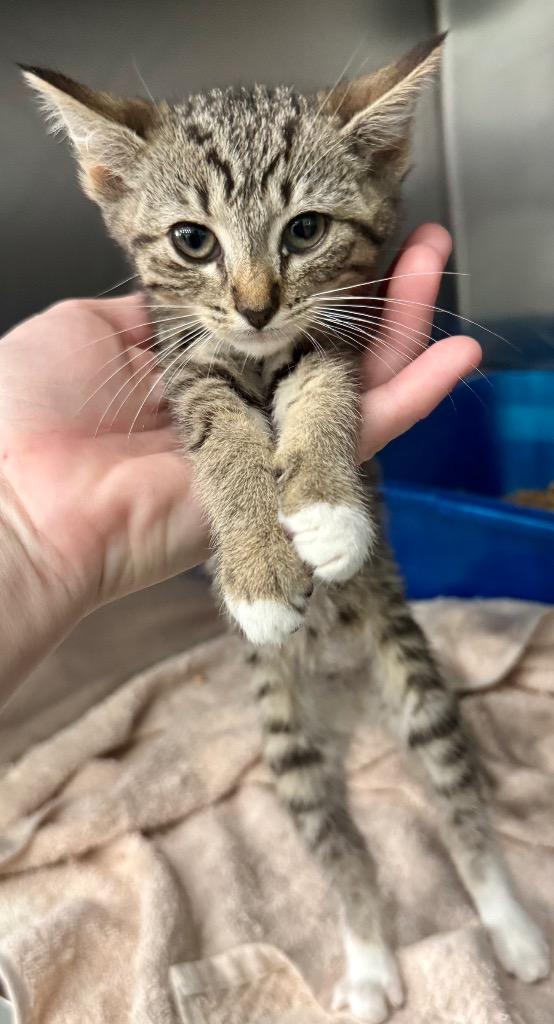 Lemon, a Adoptable mixed breed in Danielsville, GA image 2/2