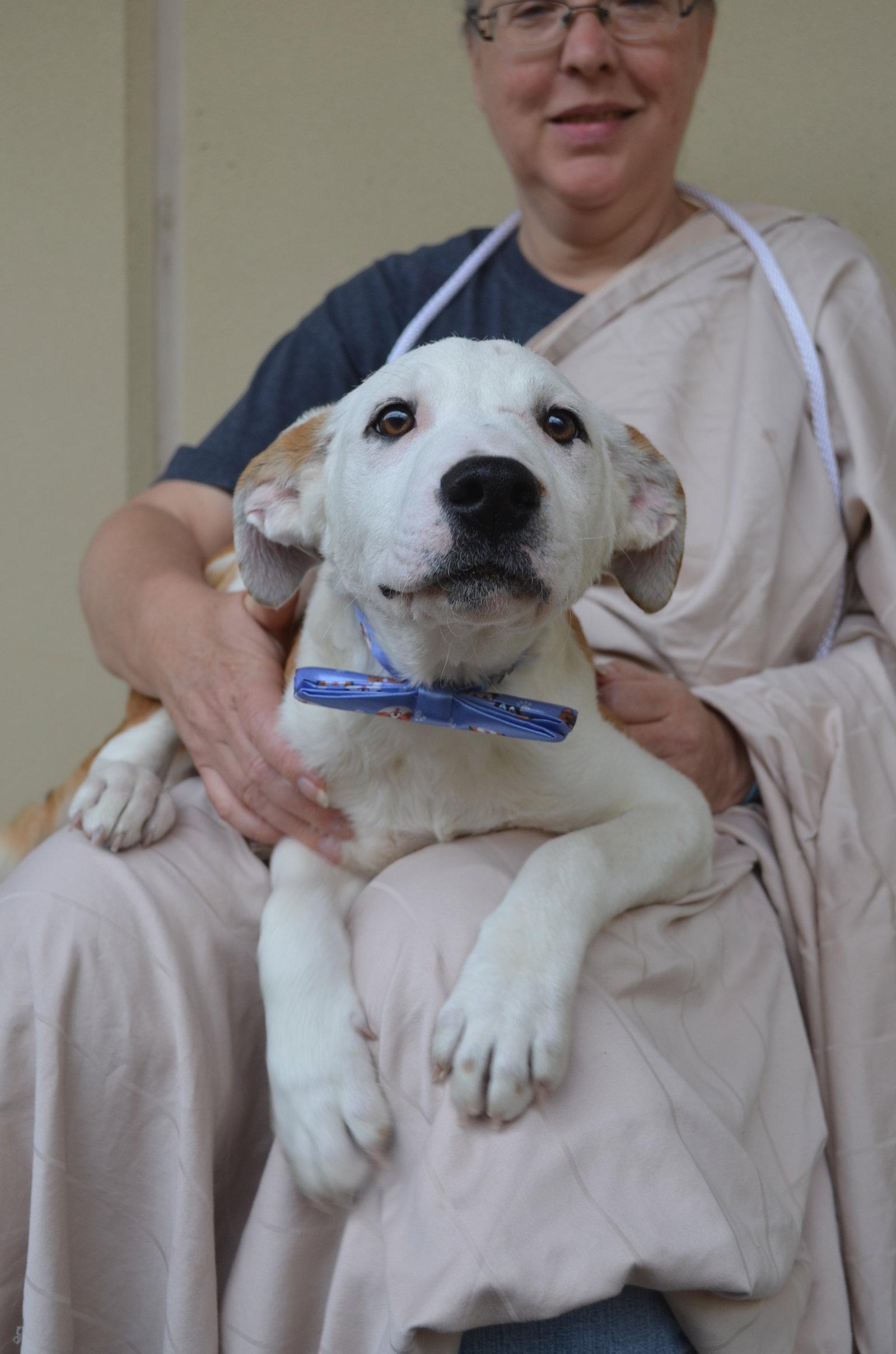 Enlarge Novak, a Adopted Border Collie in McKinney, TX image 1/2
