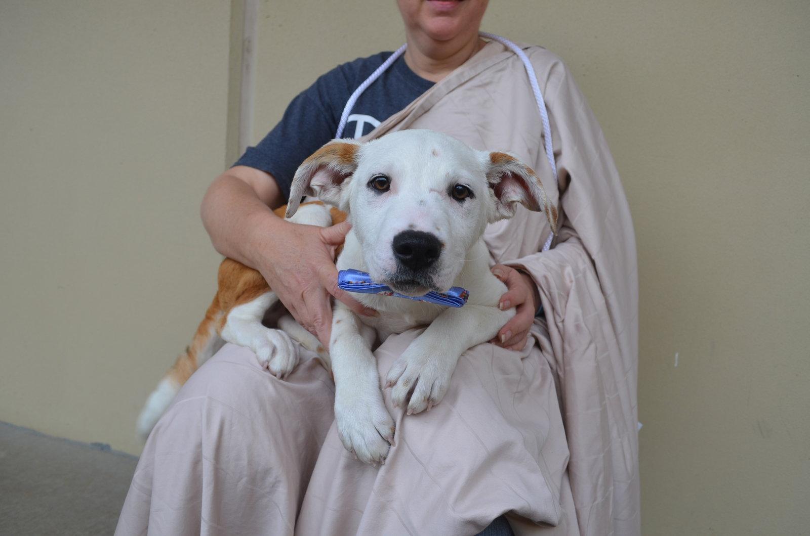 Enlarge Novak, a Adopted Border Collie in McKinney, TX image 2/2