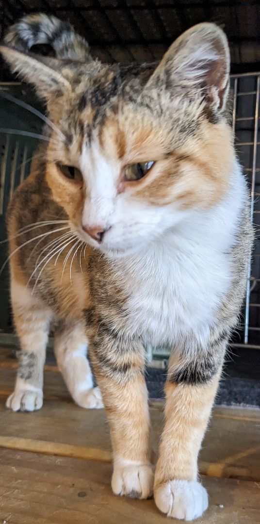 Enlarge Pickles, a Adopted Torbie in Milbank, SD image 1/4