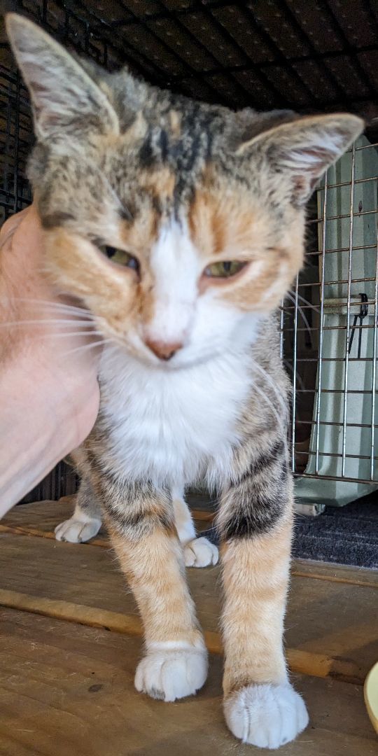 Enlarge Pickles, a Adopted Torbie in Milbank, SD image 2/4