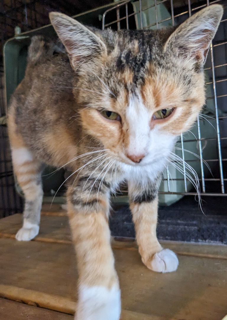 Enlarge Pickles, a Adopted Torbie in Milbank, SD image 3/4