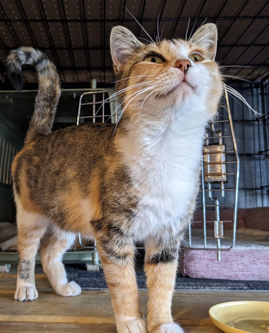Enlarge Pickles, a Adopted Torbie in Milbank, SD image 4/4